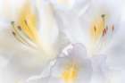 USA, Washington State, Seabeck. Close-up of white azalea flower. Art Print